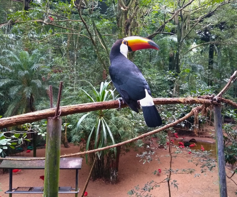 パッケージツアー Ｄ